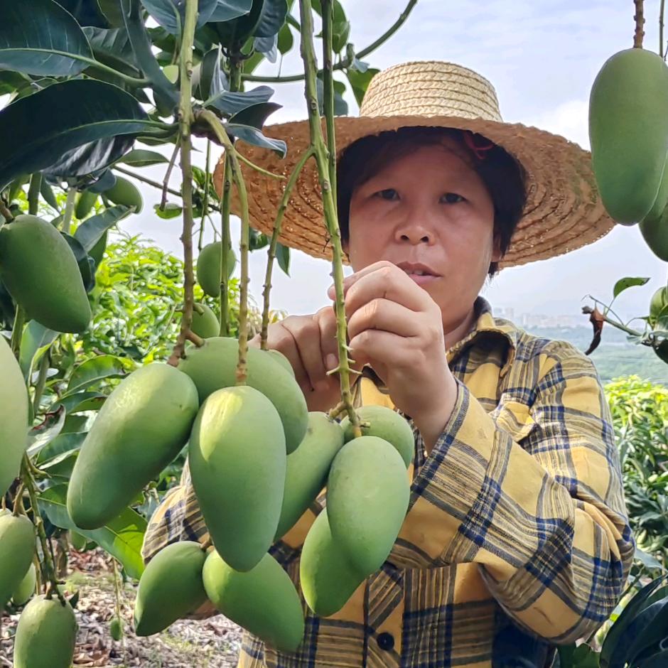乡村小金