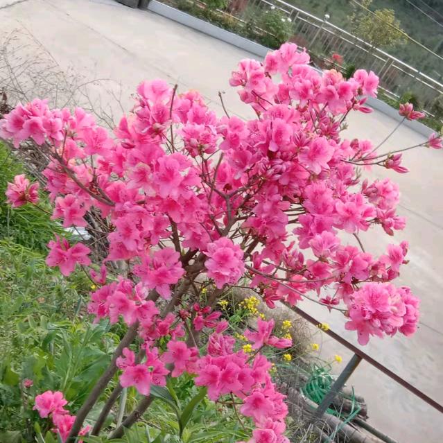 婷淇