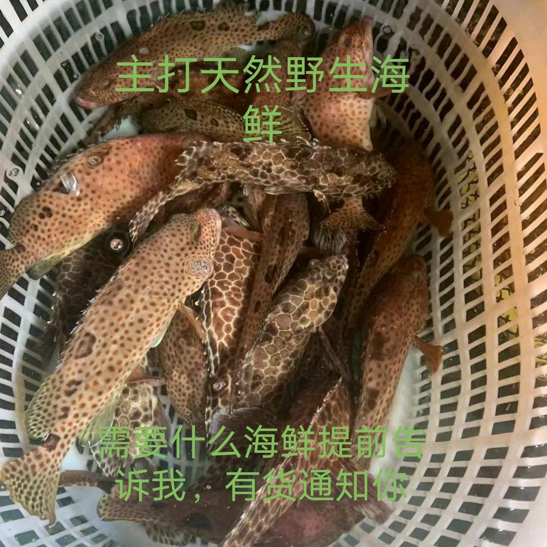 桂哥海鲜坊的头像