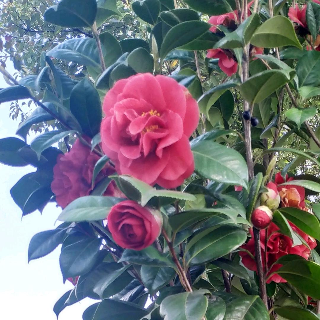 有钱花花