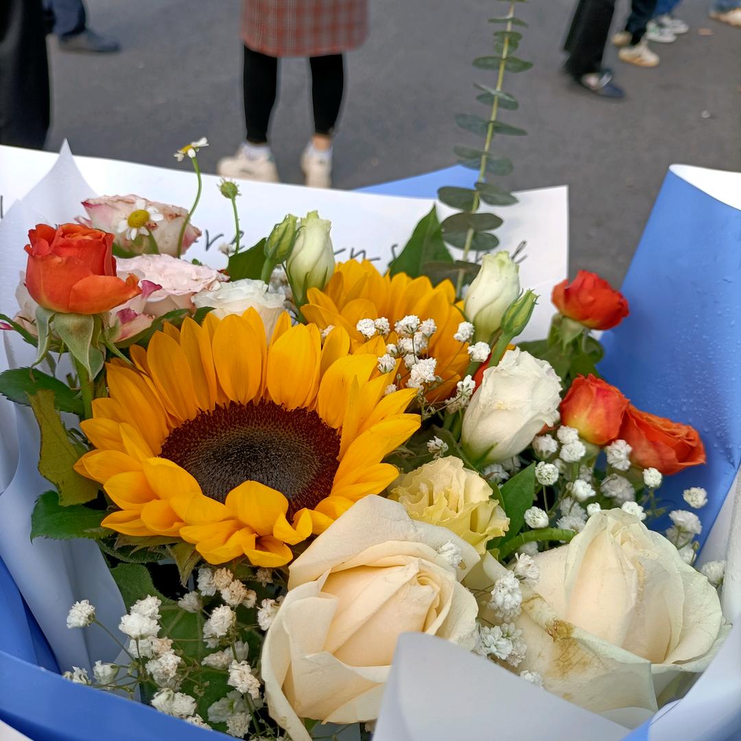 太阳菊