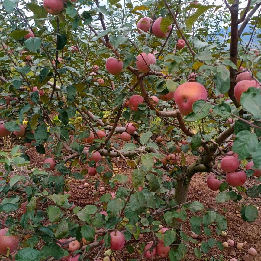 苹果弟不定时直播
