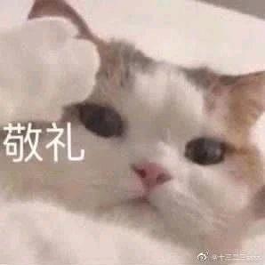 慵懒与猫