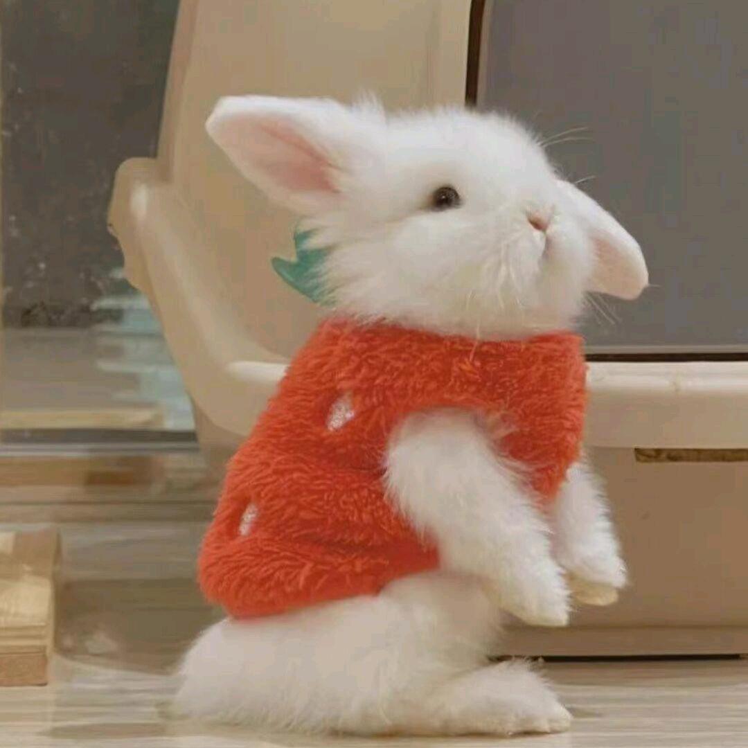 圆脸的我不卖萌