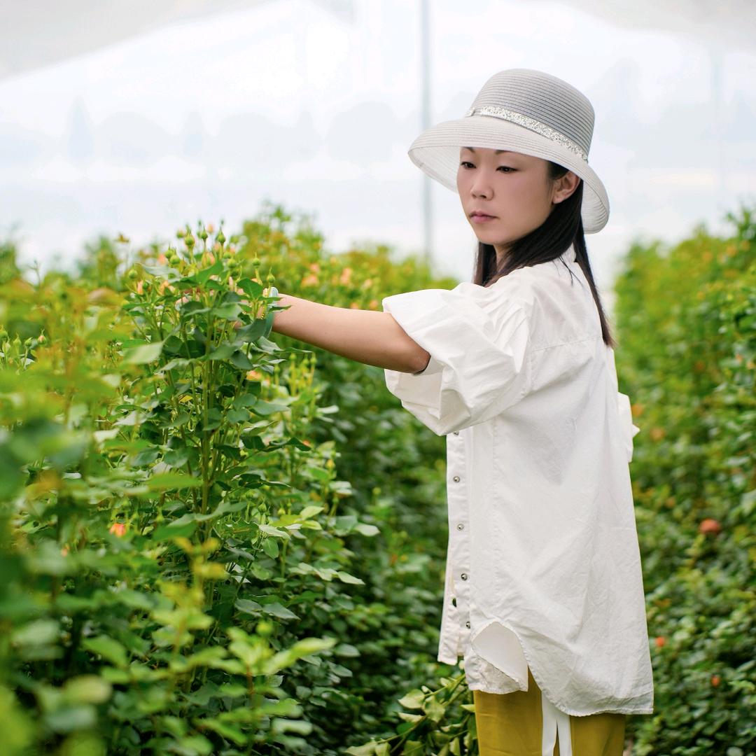 作丰客：思思聊玫瑰