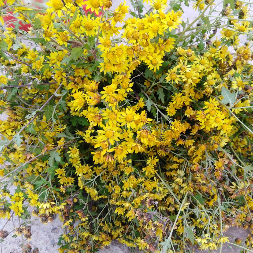 花开时节