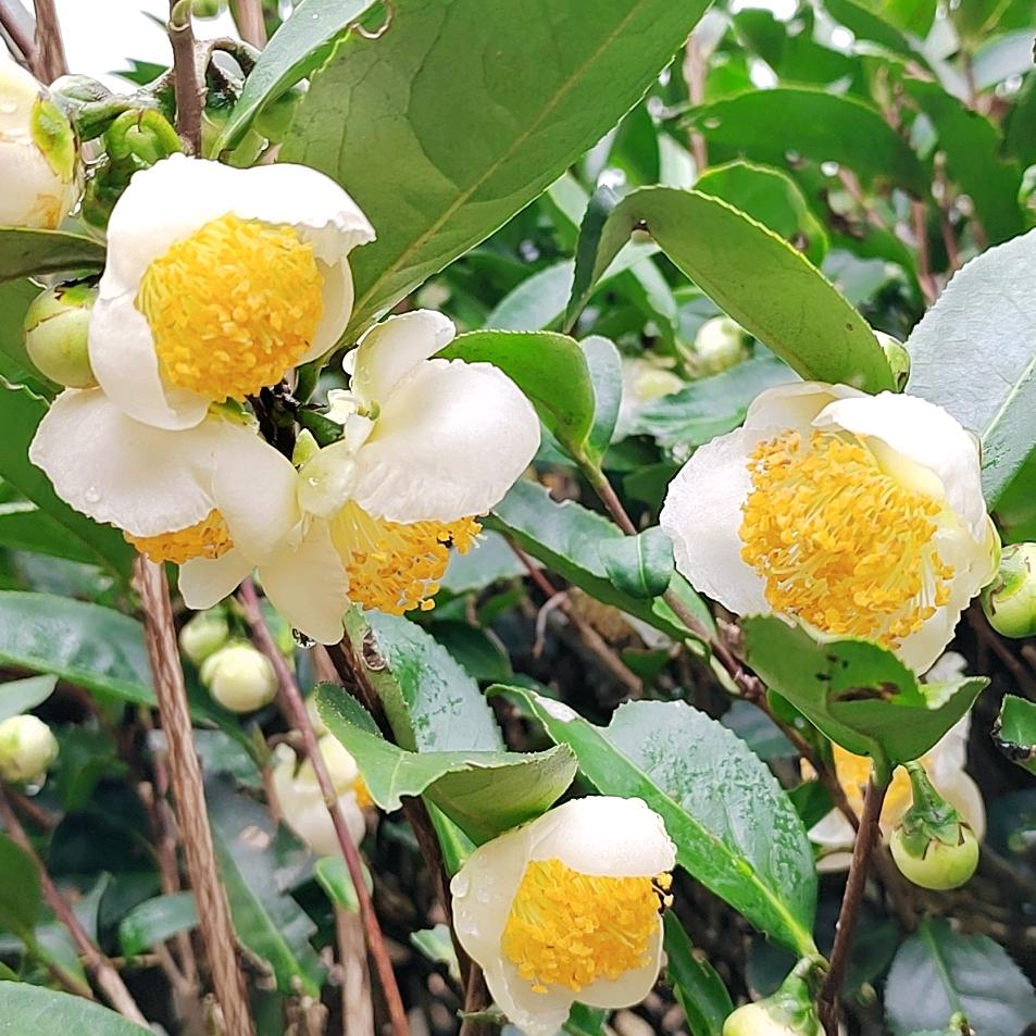 为你执着