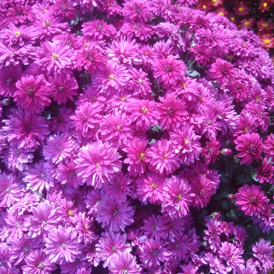 雪花❄️