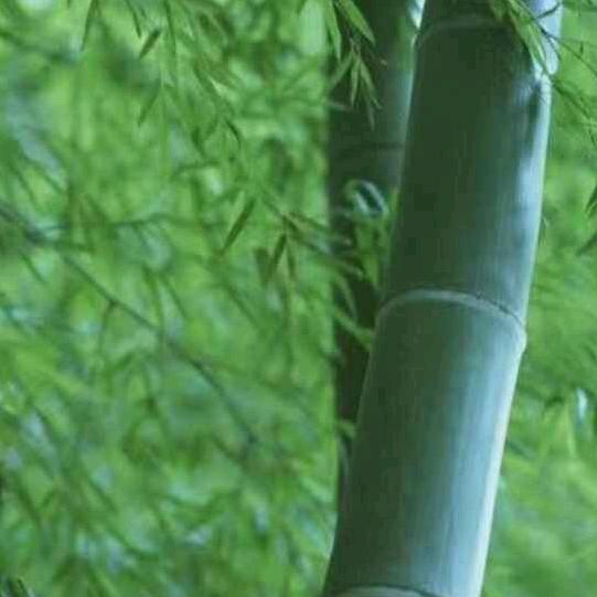 南国翠竹