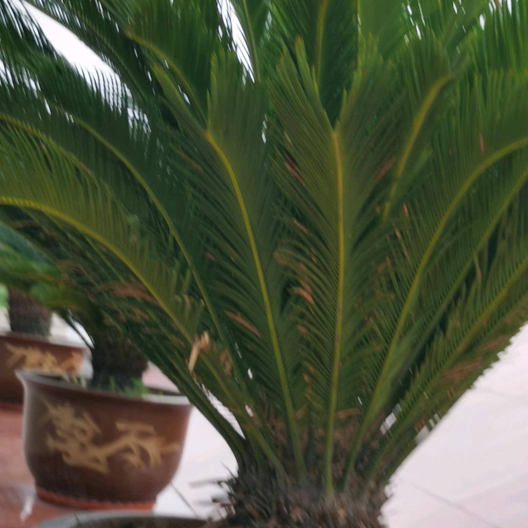 逍遥