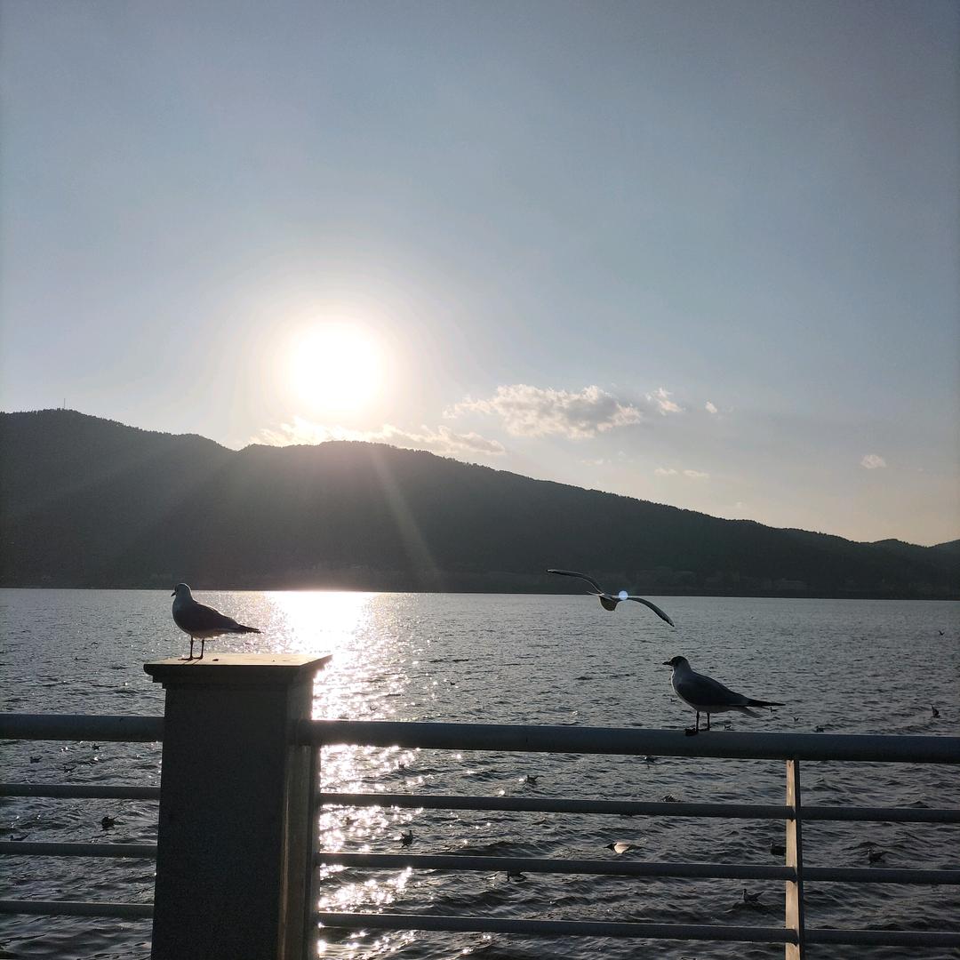 美