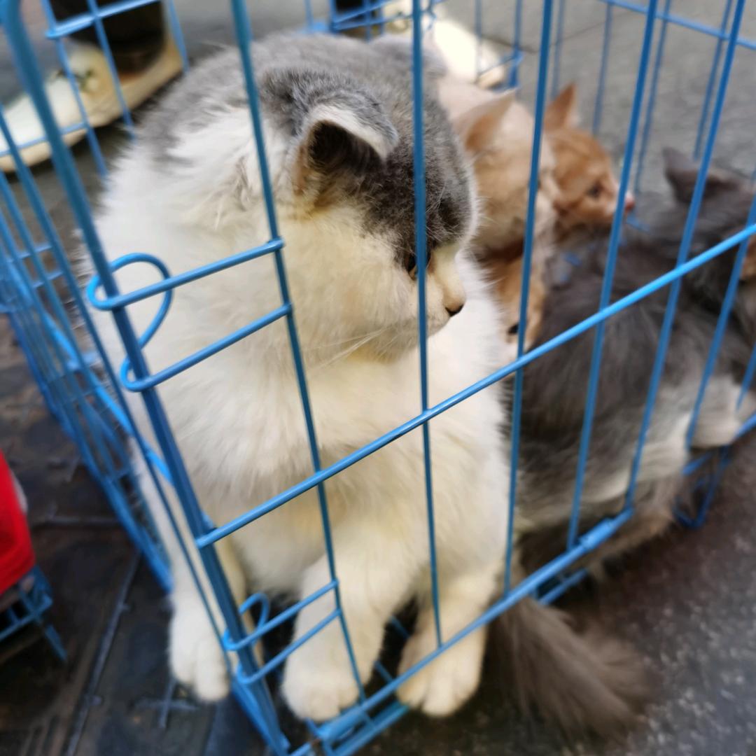笼子里的猫