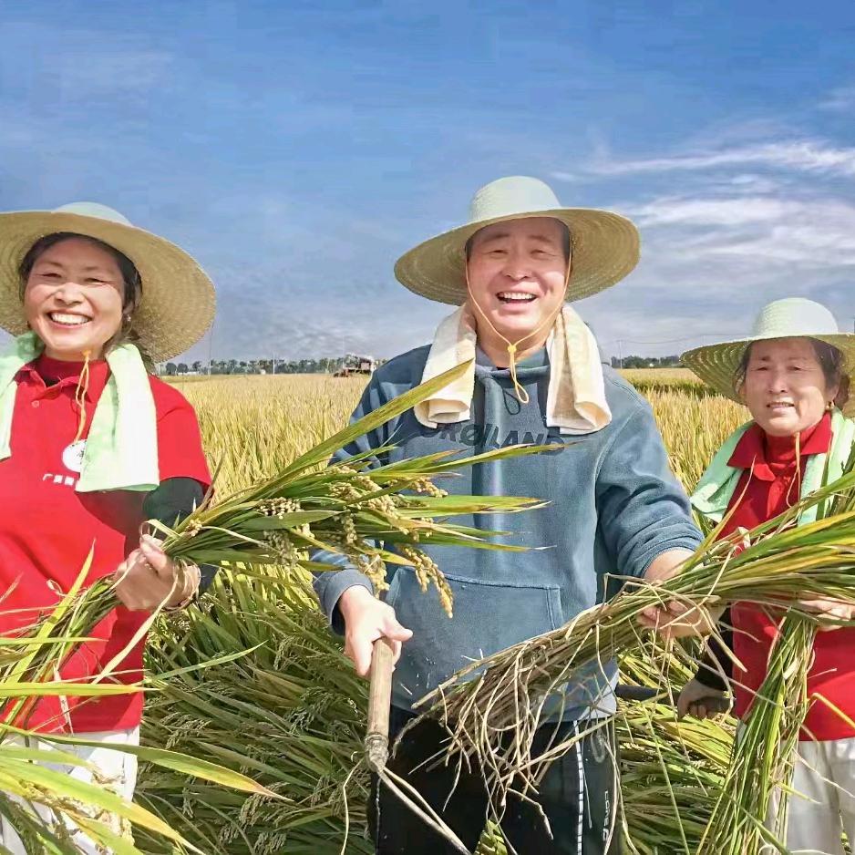君凤凰