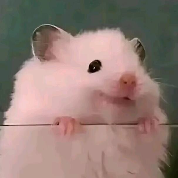 这里是江南的哟