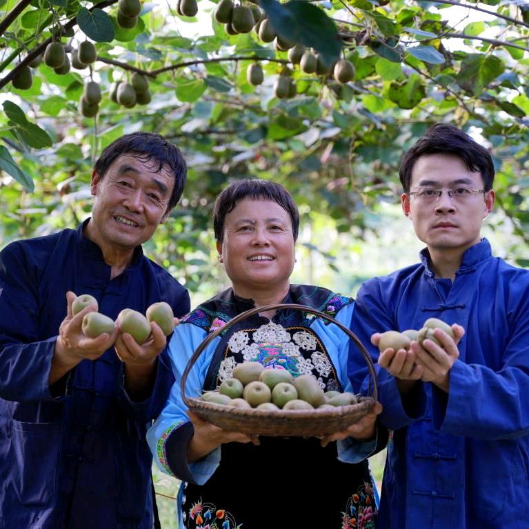 猕恋凤凰红心猕猴桃果园