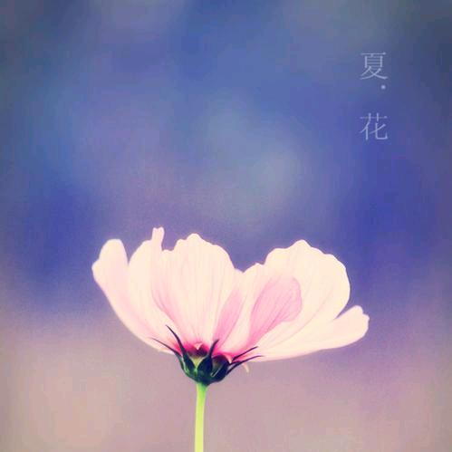 生予夏花@