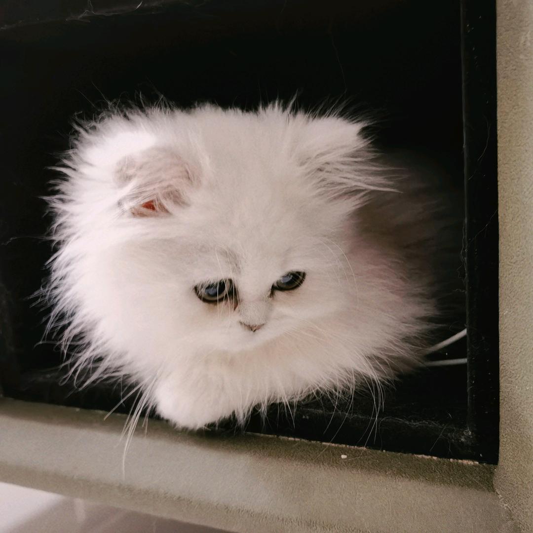 万马奔腾哒哒哒