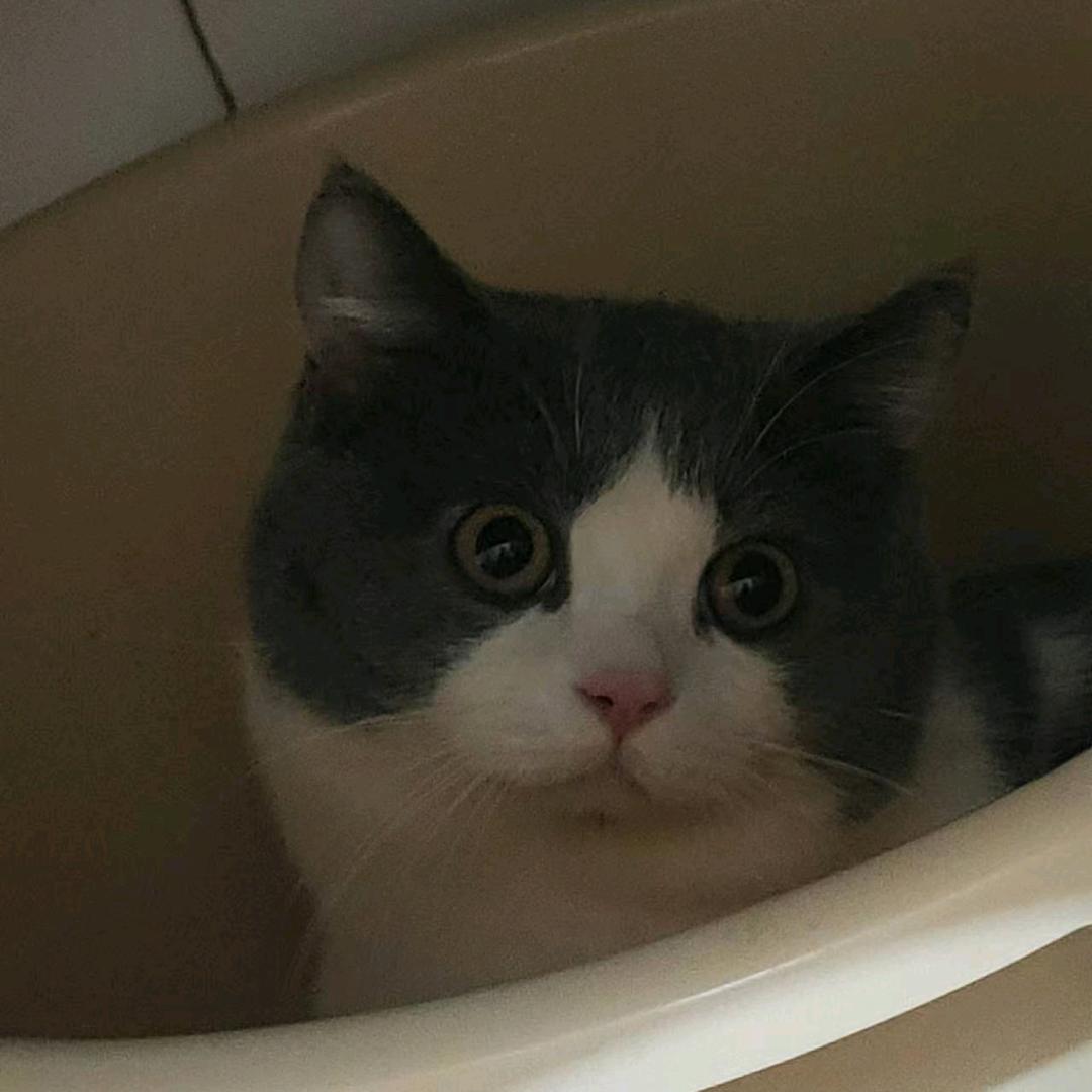 手可摘星陈先生