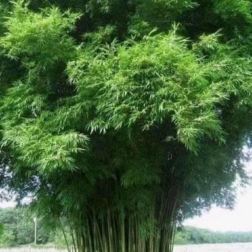 旺旺视频
