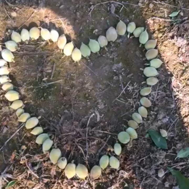 你的丫头片子