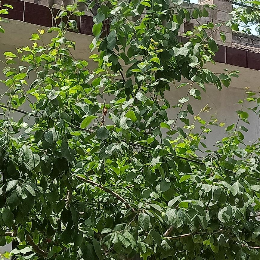 学养蜂
