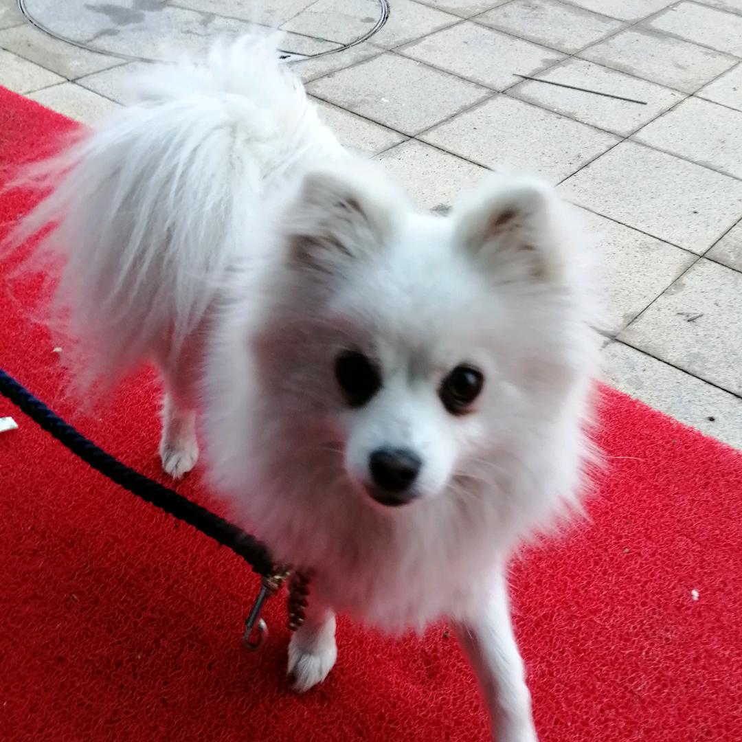 麒麒张