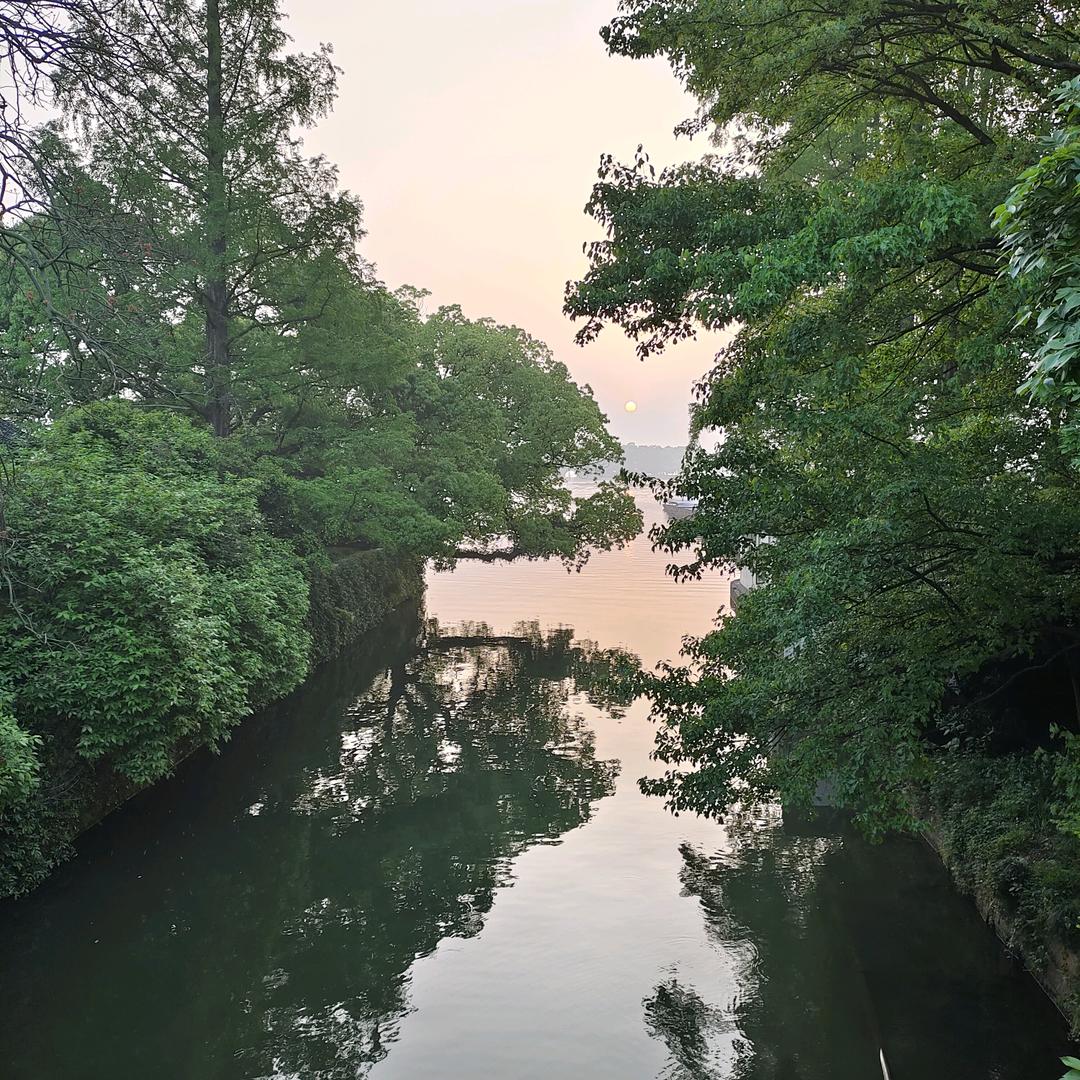 曲院风荷