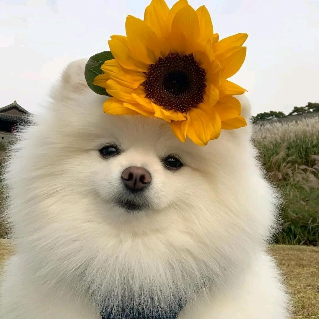 云凌