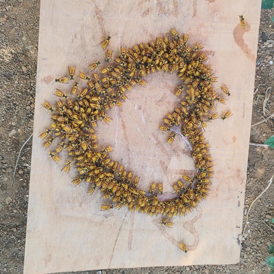 黑盾'胡蜂'专业户