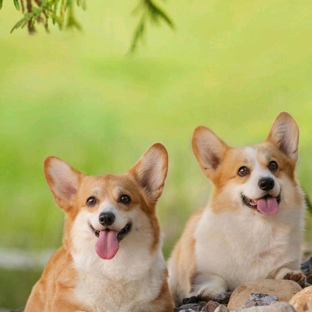 广州皮具天花板