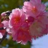 🌸花