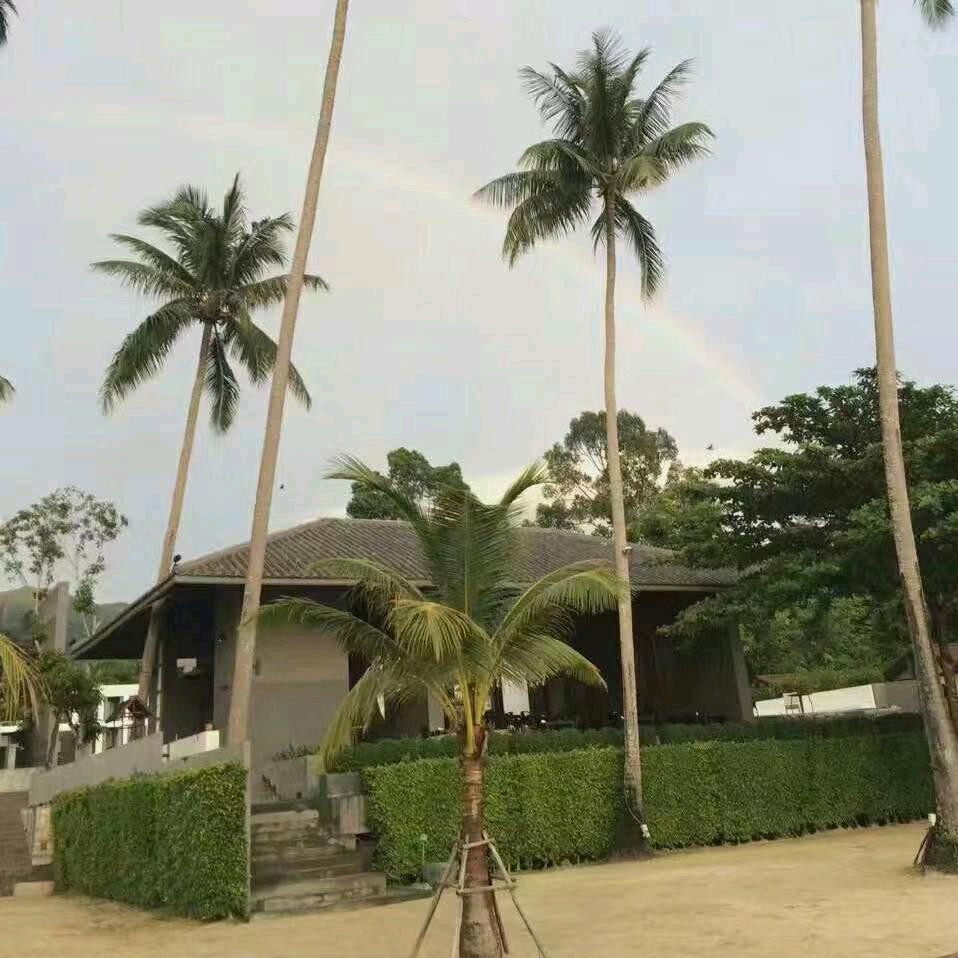 幼夏