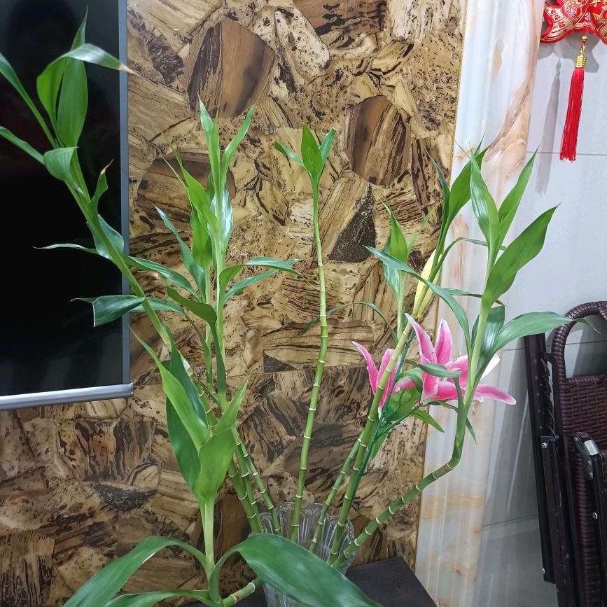 来自他乡