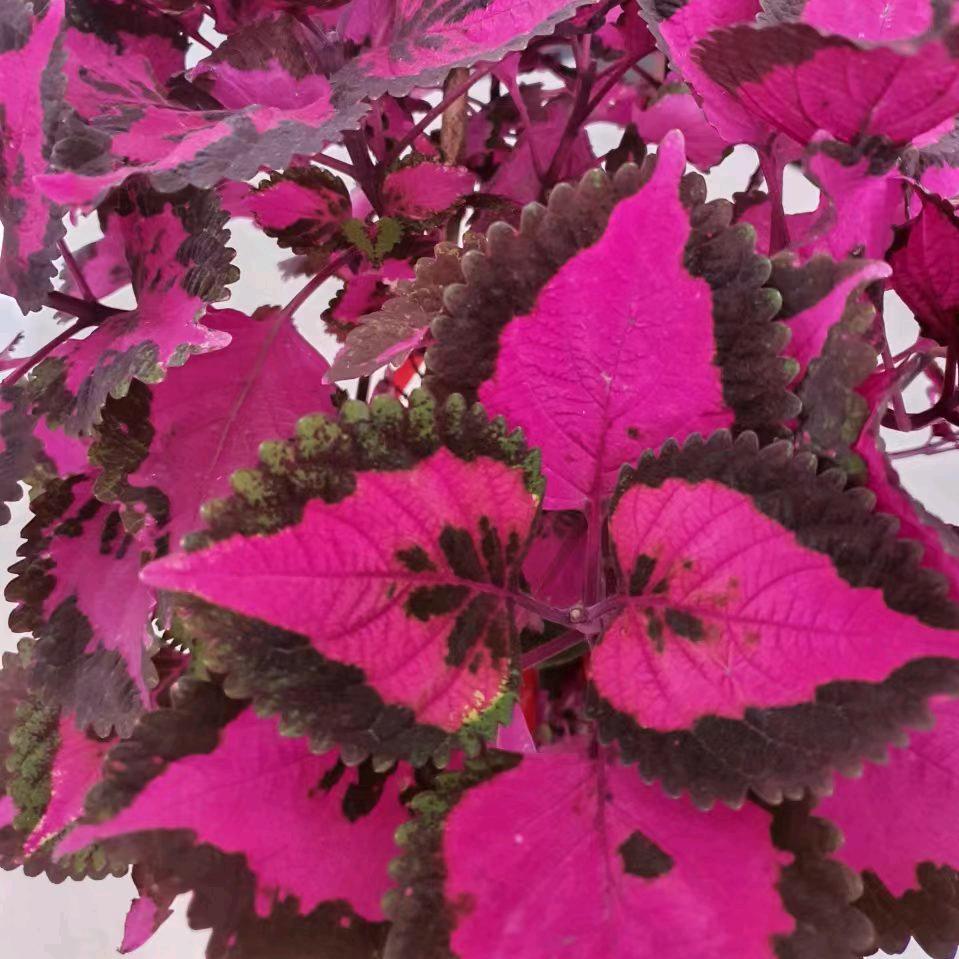 美丽七彩彩虹🌈