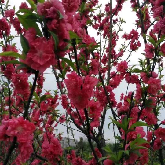 三和里杨斌（平头）