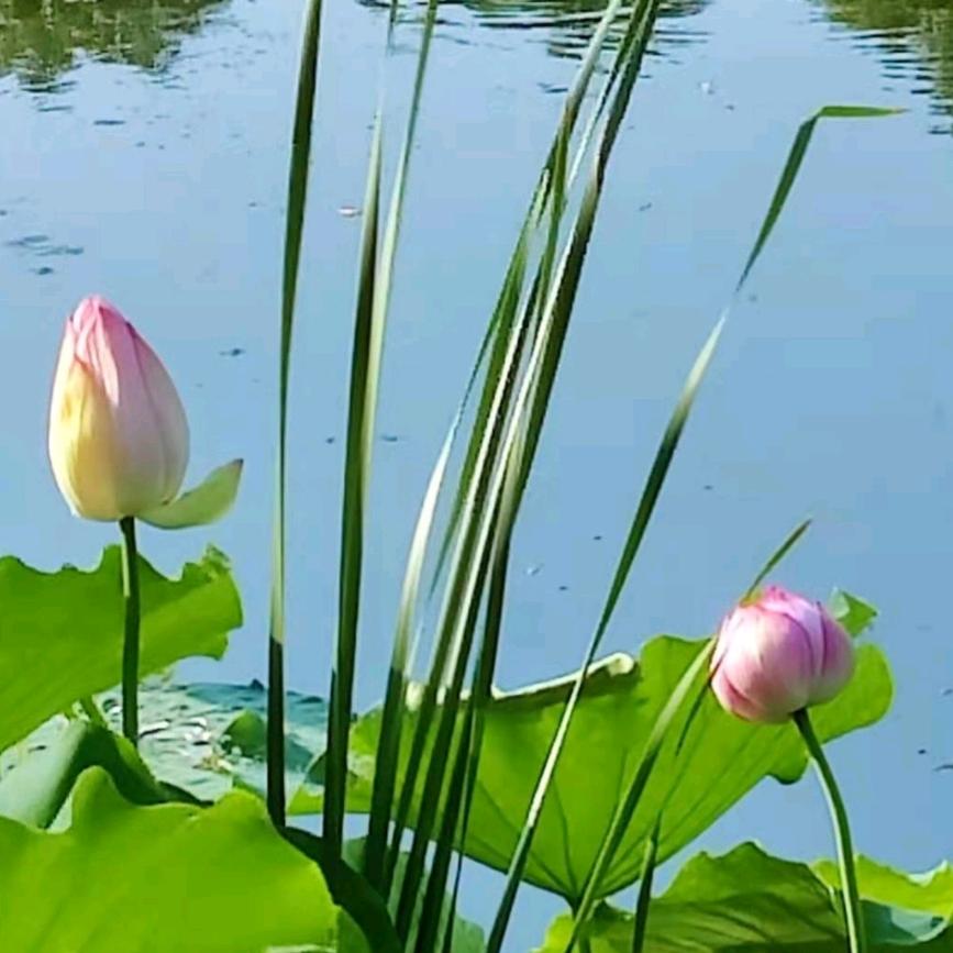 平