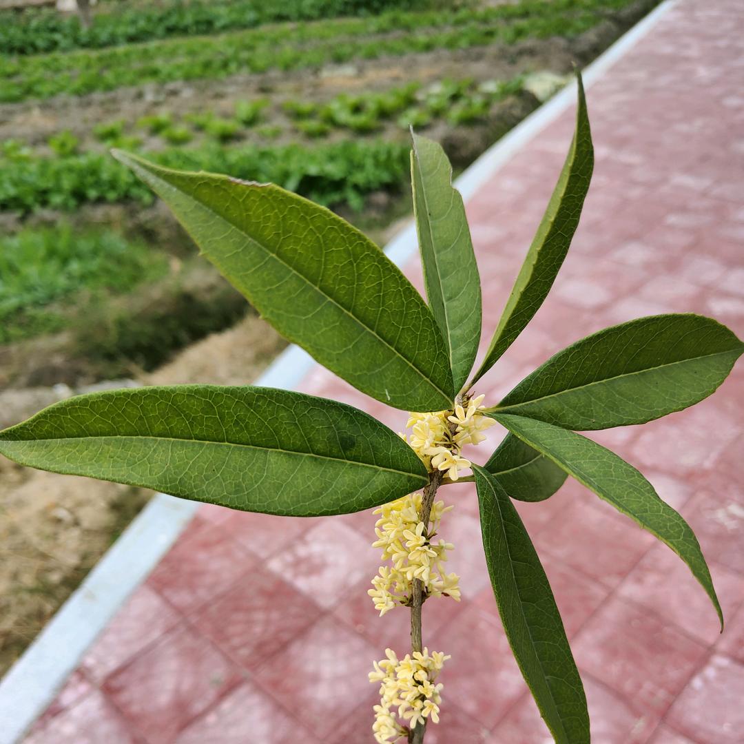 优贝佳好物🌻