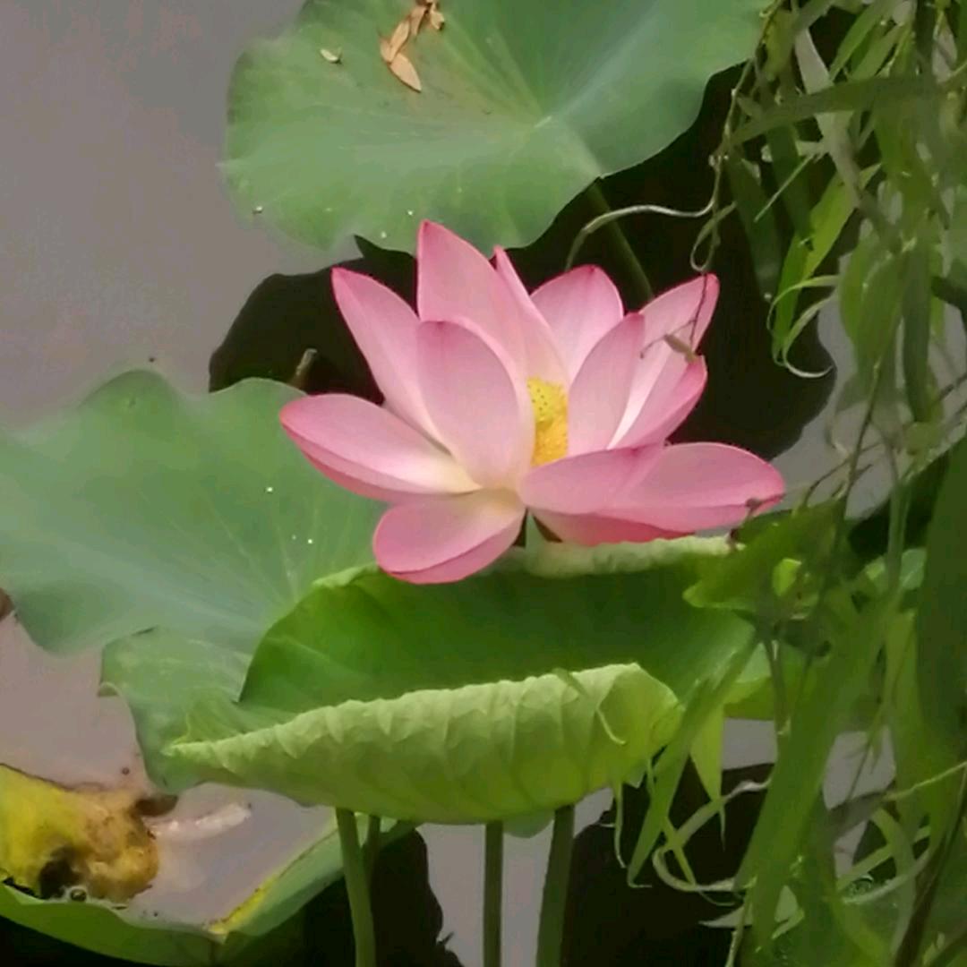 荷花好物