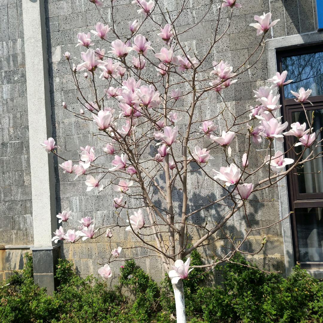 清蝉饮露 闲坐荫下等风来