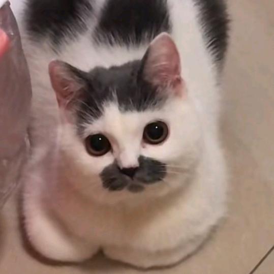 我不是胖我是可爱到膨胀