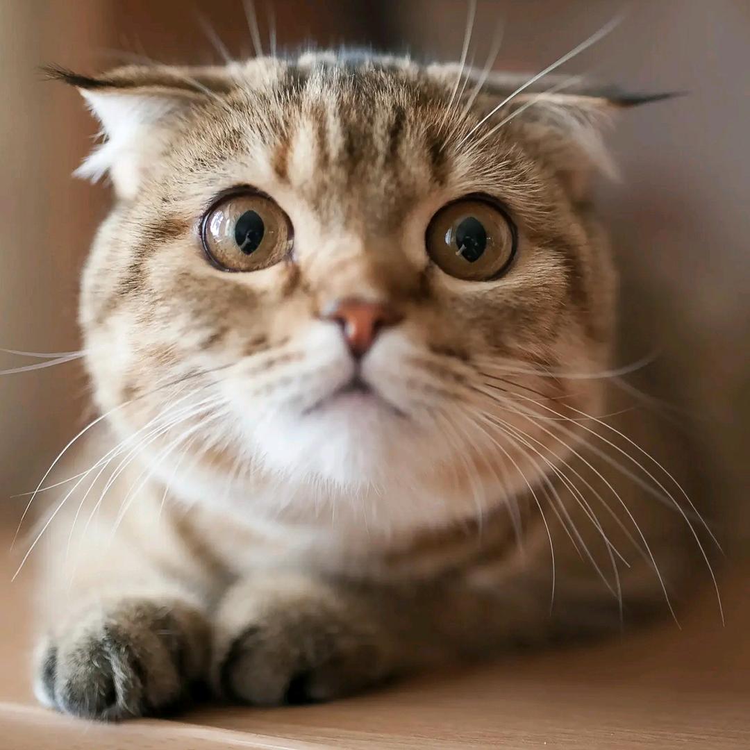 猫弟观影
