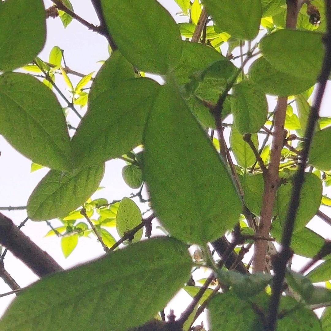 水仙花