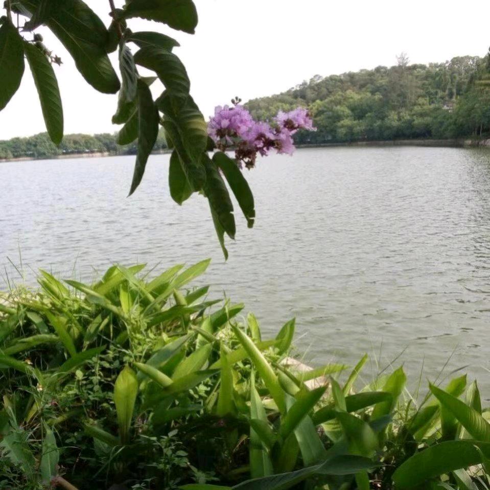 小排