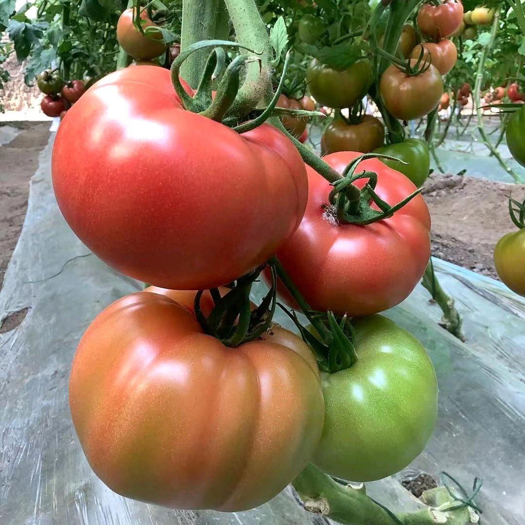 马兆辉—正清源农业