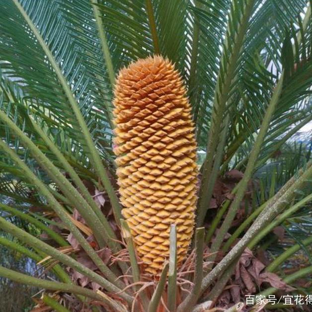 铁树苏铁铁树园林