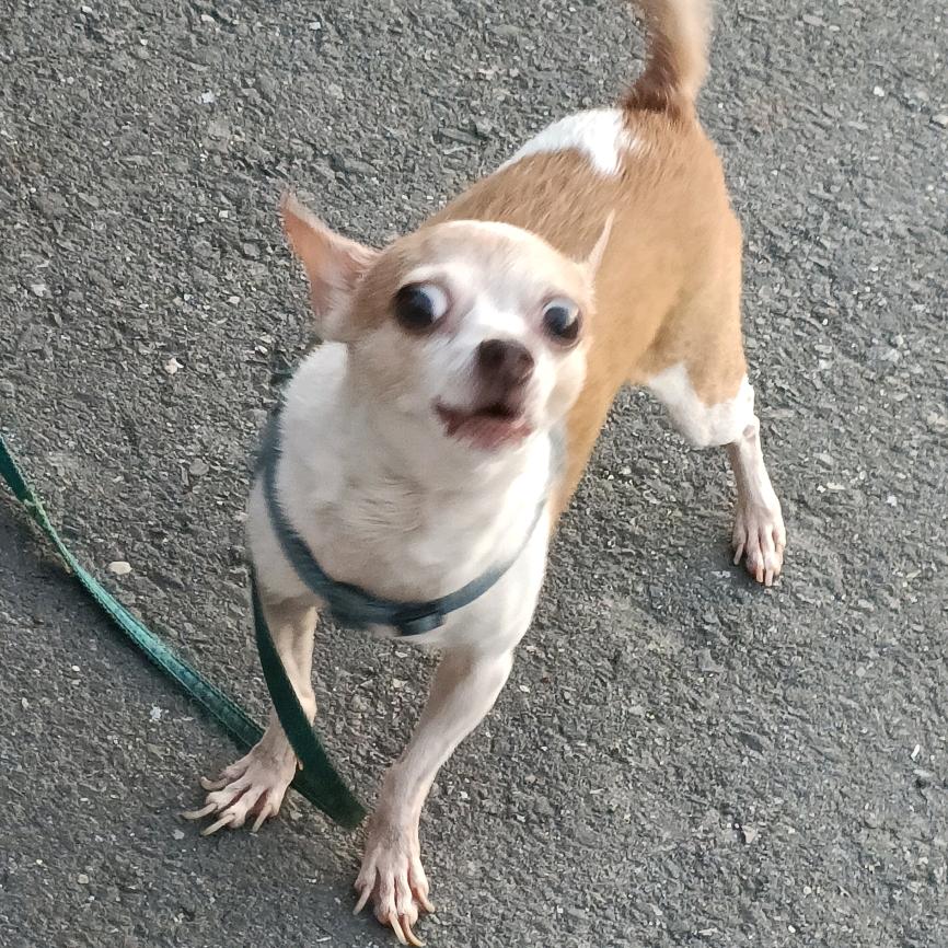 台湾人