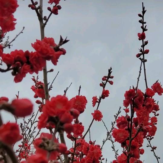 鸿姐