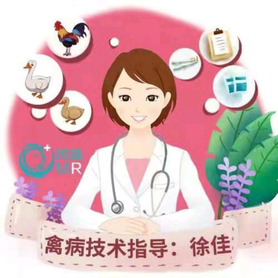 鸭鹅技术服务徐佳