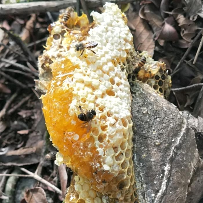 户外找蜂～啊西