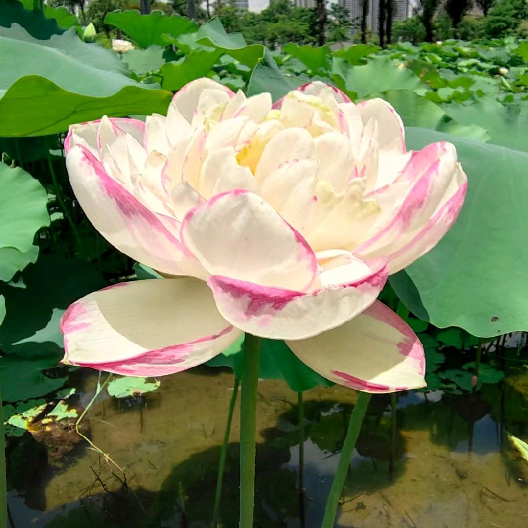 春去秋来